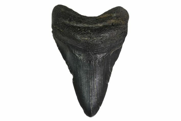 Fossil Megalodon Tooth - South Carolina #160418